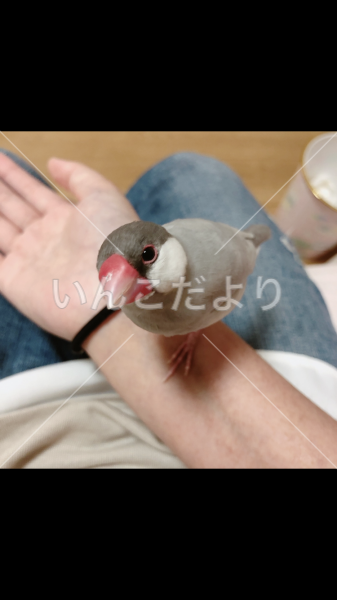 迷い鳥の写真