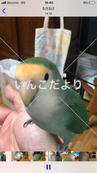 迷い鳥の写真