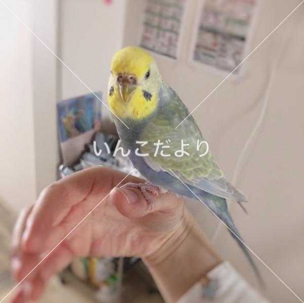迷い鳥の写真