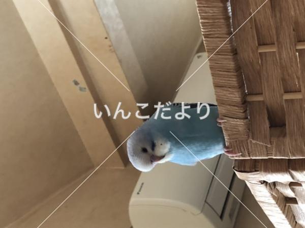 迷い鳥の写真