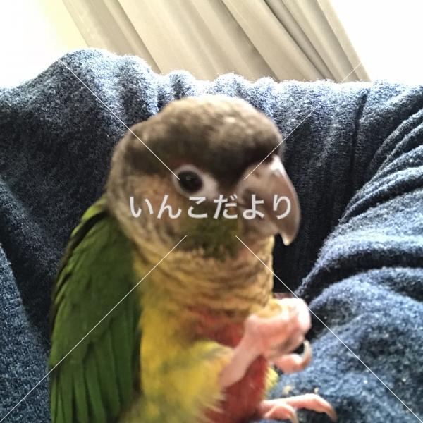 迷い鳥の写真