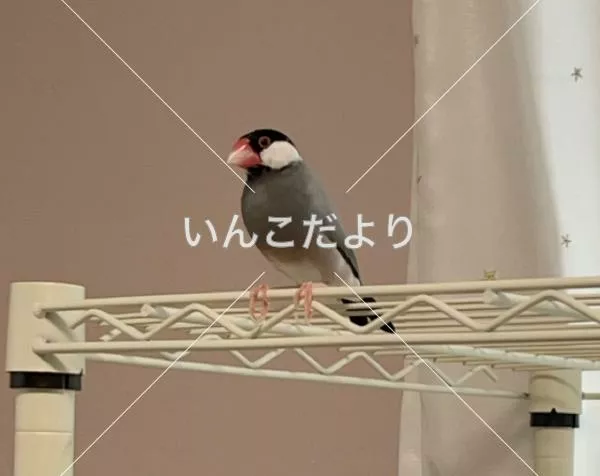 迷い鳥の写真