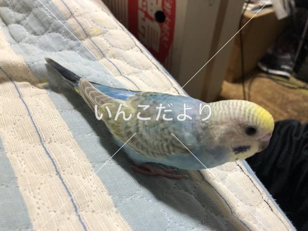 迷い鳥の写真