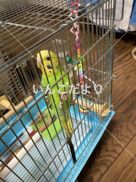 保護鳥の写真