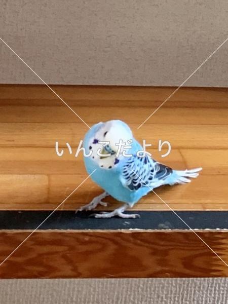 迷い鳥の写真