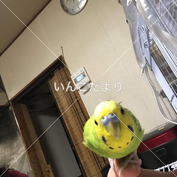 迷い鳥の写真