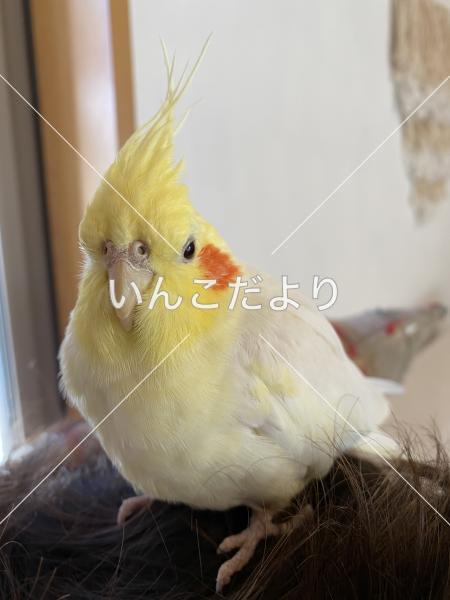 迷い鳥の写真