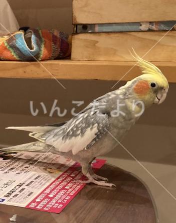 迷い鳥の写真