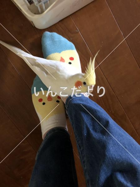 迷い鳥の写真