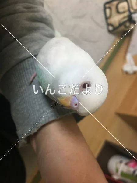 迷い鳥の写真