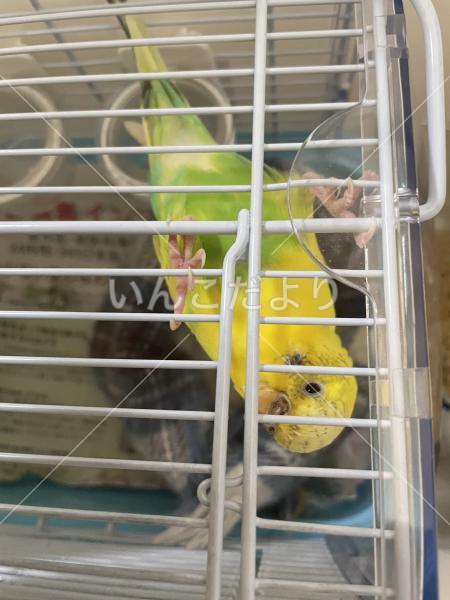 保護鳥の写真