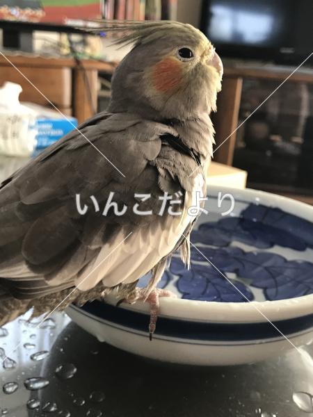 迷い鳥の写真