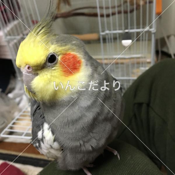 迷い鳥の写真