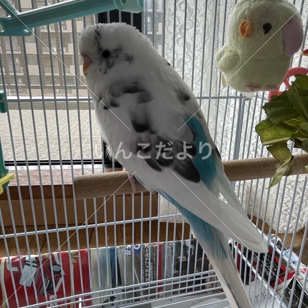 迷い鳥の写真