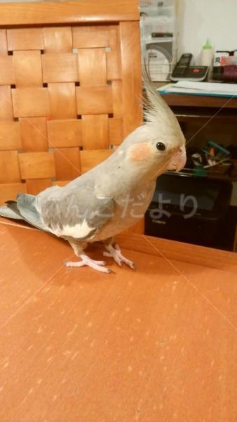 迷い鳥の写真