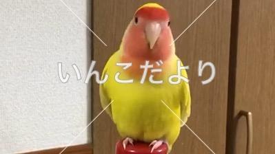 迷い鳥の写真