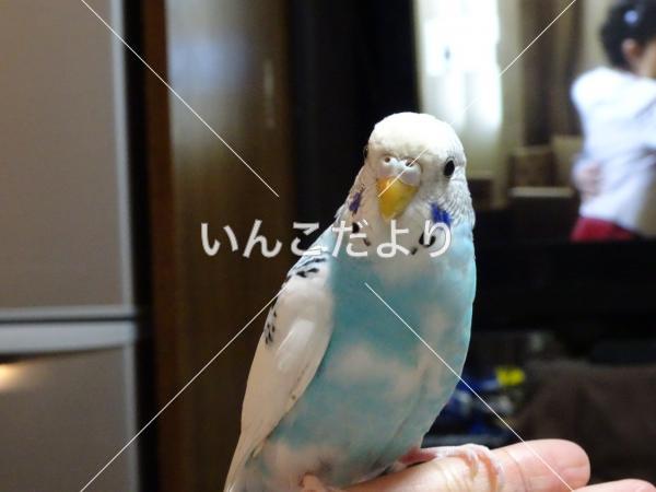 迷い鳥の写真