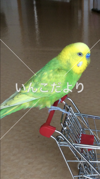 迷い鳥の写真
