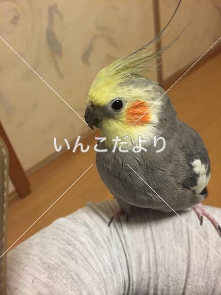 迷い鳥の写真