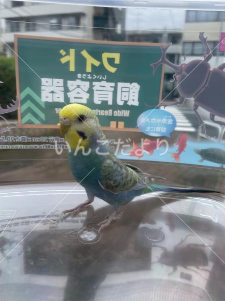 迷い鳥の写真