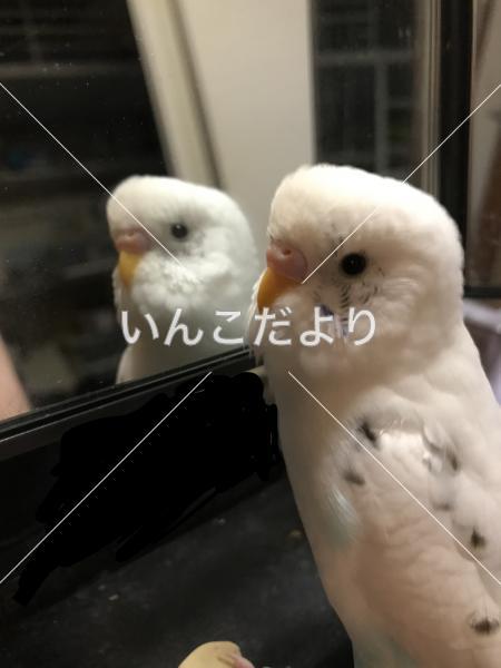 迷い鳥の写真