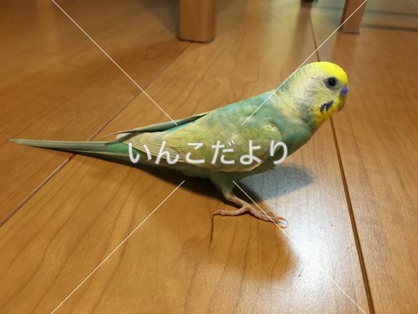 迷い鳥の写真