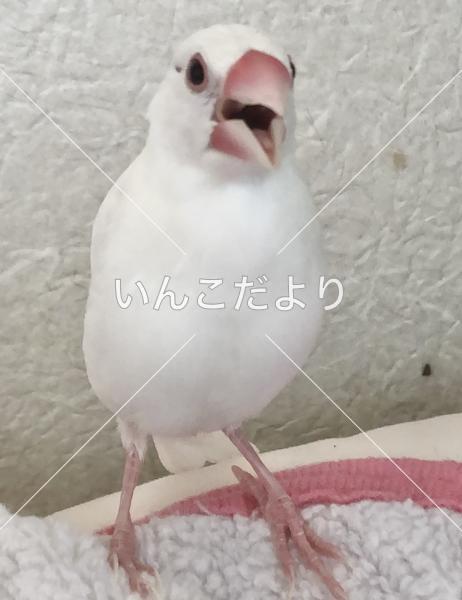 迷い鳥の写真
