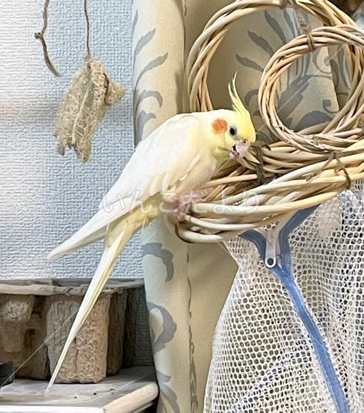迷い鳥の写真