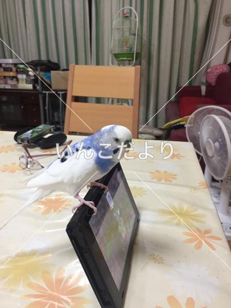 迷い鳥の写真