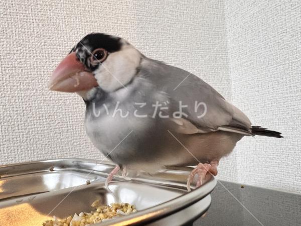 保護鳥の写真