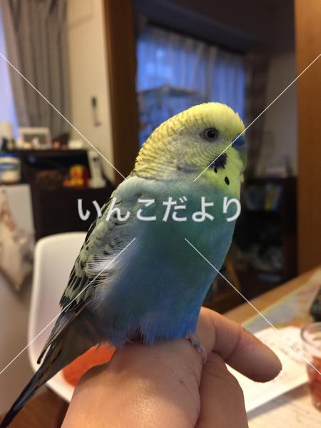 迷い鳥の写真
