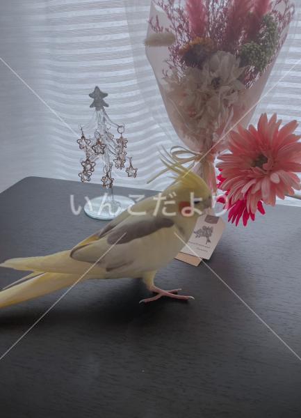 迷い鳥の写真