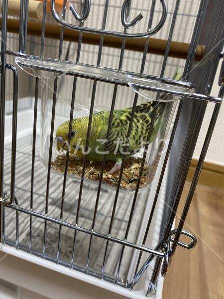 保護鳥の写真