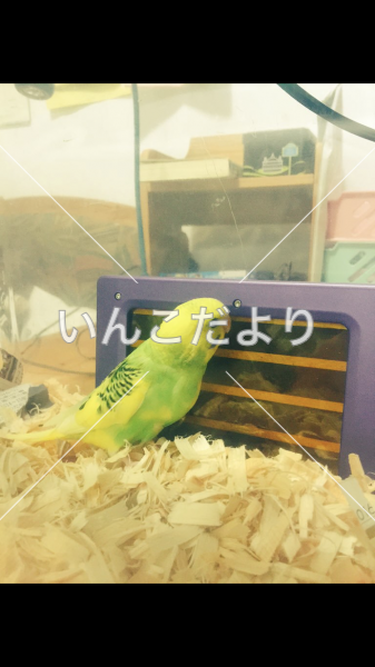 迷い鳥の写真