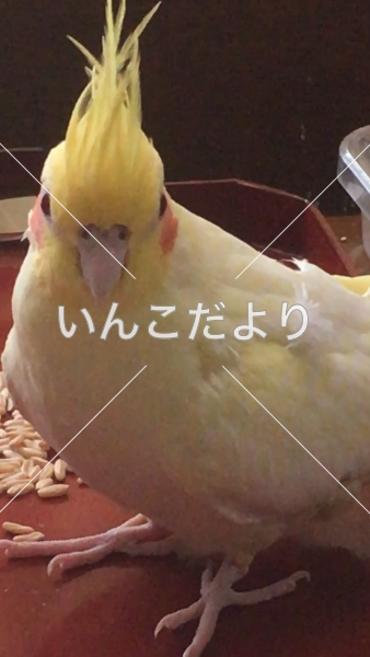 迷い鳥の写真