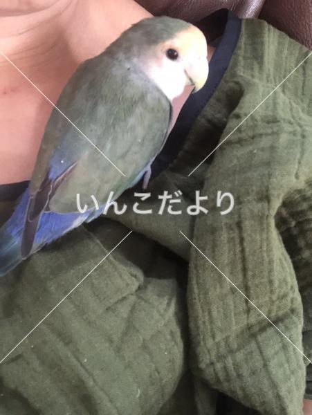 迷い鳥の写真