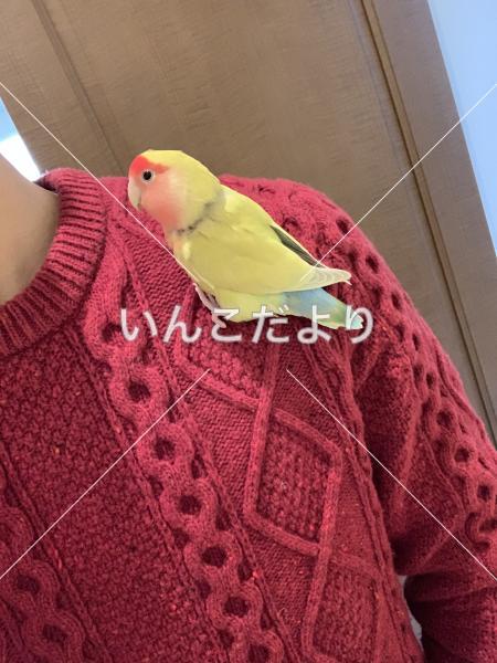 迷い鳥の写真