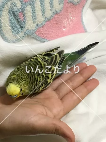 保護鳥の写真