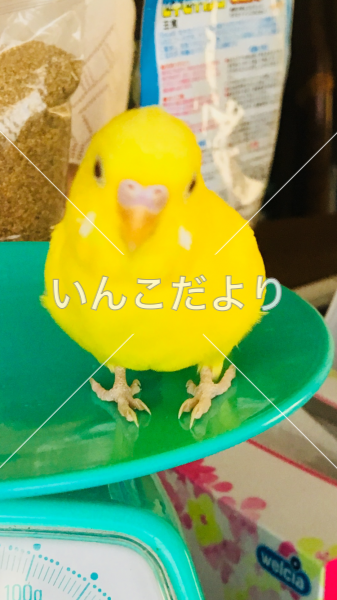 迷い鳥の写真