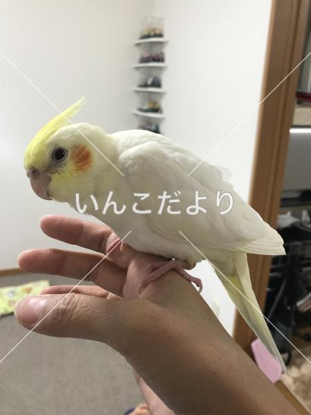 迷い鳥の写真
