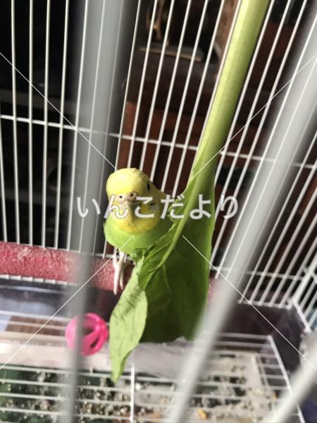 迷い鳥の写真
