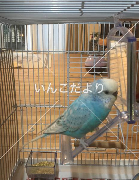迷い鳥の写真