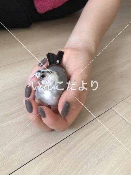 迷い鳥の写真