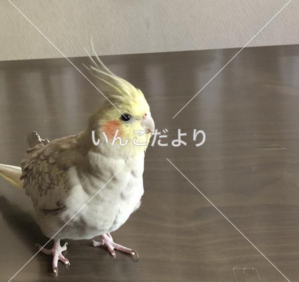迷い鳥の写真