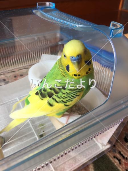 保護鳥の写真