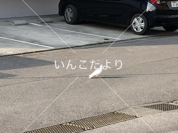 迷い鳥の写真