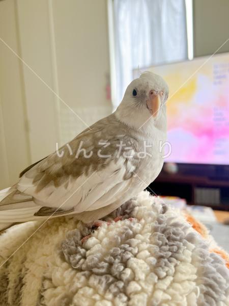 迷い鳥の写真