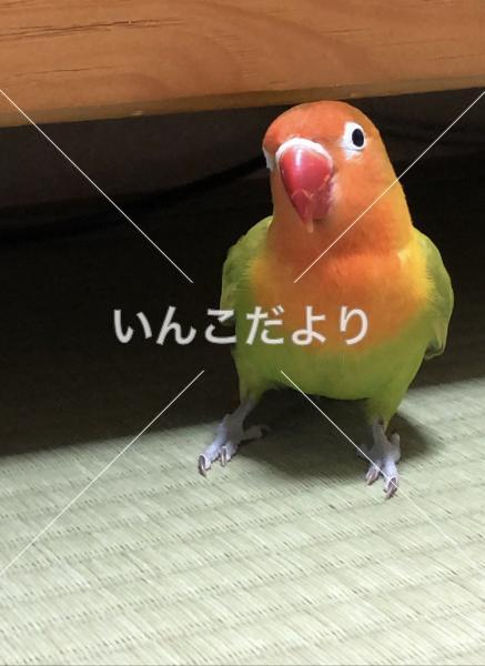 迷い鳥の写真