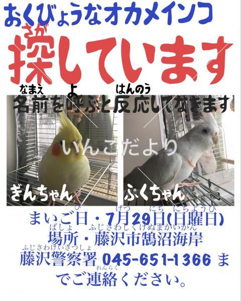 迷い鳥の写真