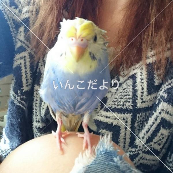 迷い鳥の写真